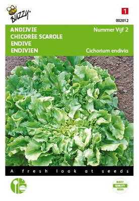 Endivie Nummer Fünf