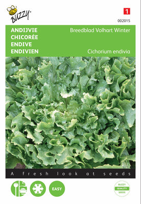 Endivie Broadleaf Volhart Winter