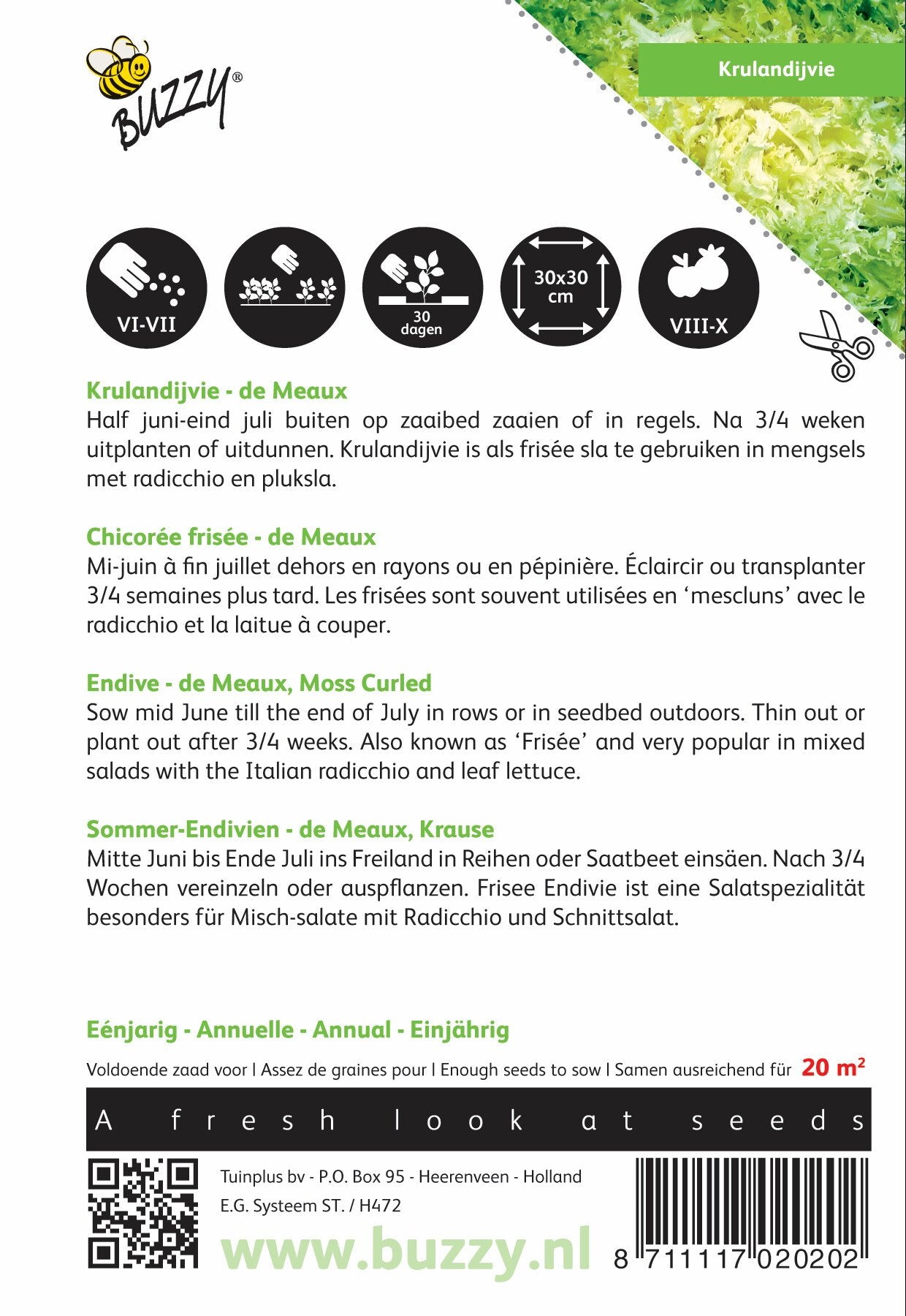 Krulandijvie de Meaux - Zaden