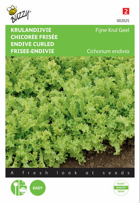 Krause Endivie, fein gelockt, gelb/immer weiß
