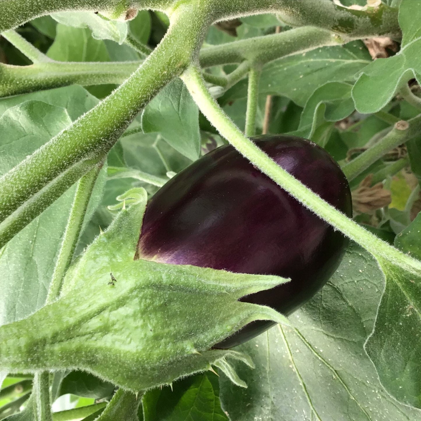 Aubergine Violetta Lunga 2 - Zaden