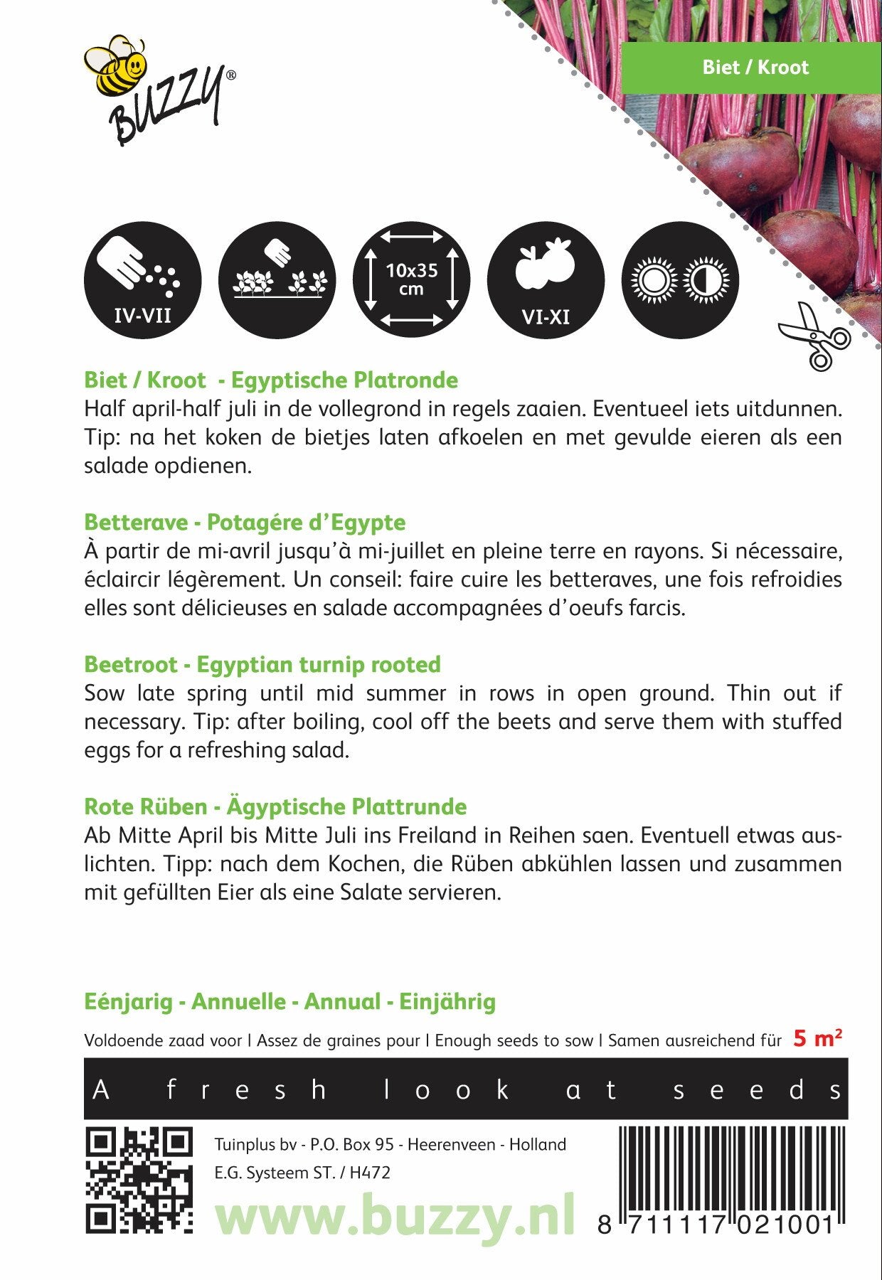 Rote Bete / Kroot Ägyptische Flachrunde - Samen