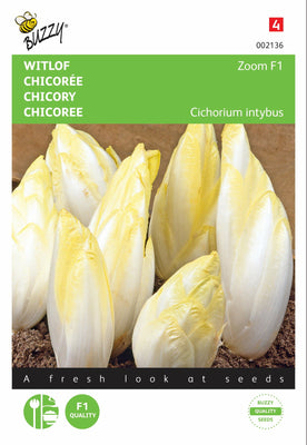Brüsseler Zichorie Zoom F1