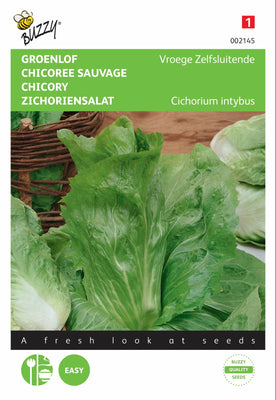 Zichorie, früh selbstschließend