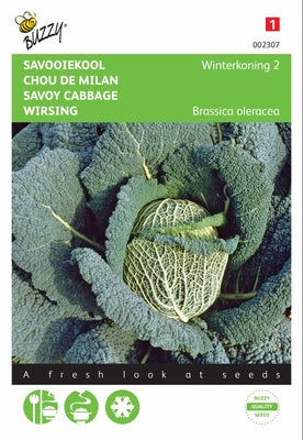 Wirsingkohl Winter King 2