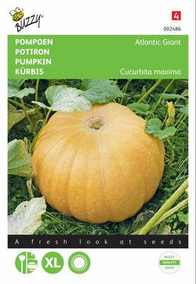 Kürbis-Atlantikriese