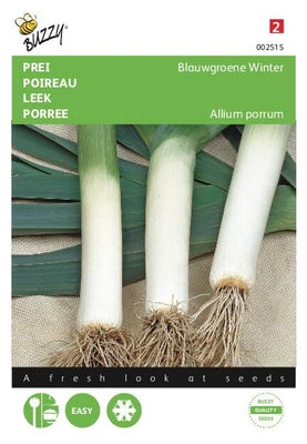 Lauch Blaugrün Winter