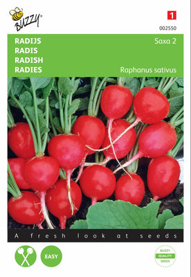 Radieschen Saxa 2