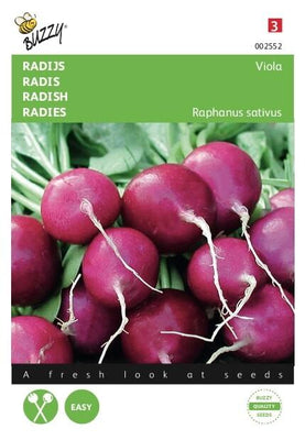 Radieschen-Viola