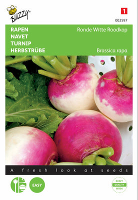 Rübenrunde, weiße Rothaarige, die Nancy