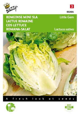 Roman Mini-Salat Little Gem