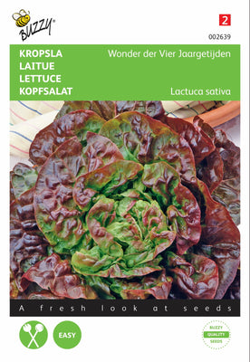 Salat – ein Wunder der vier Jahreszeiten