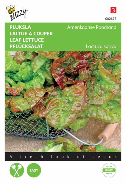 Pluksla Amerikaanse Roodrand - Zaden