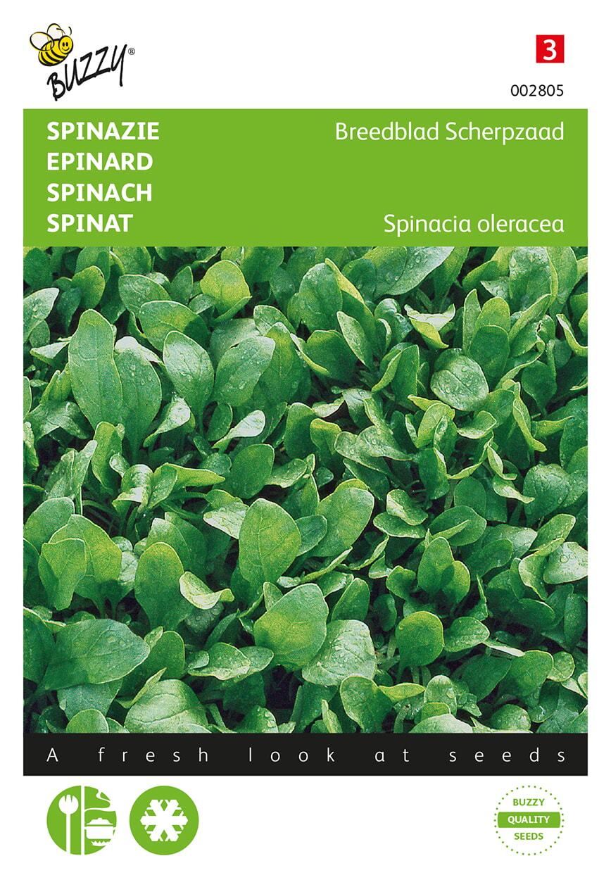 Spinazie Breedblad Scherpzaad zomer - Zaden