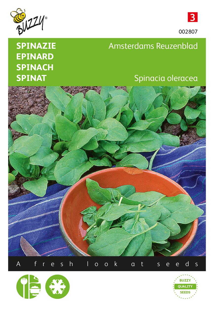Spinazie Amsterdams Reuzenblad scherpzaad - Zaden