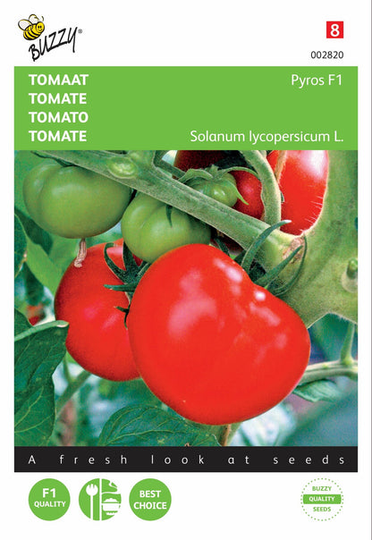 Tomate Pyros F1 - Samen