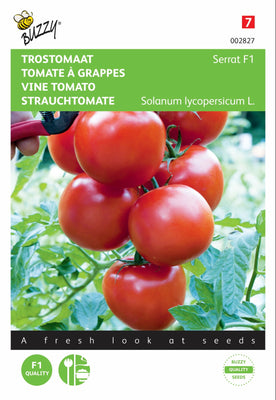 Kirschtomate Serrat F1