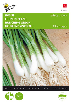 Frühlingszwiebeln Weißer Lissabon