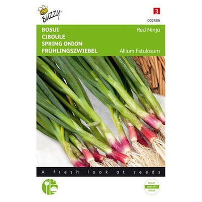 Rote Frühlingszwiebeln