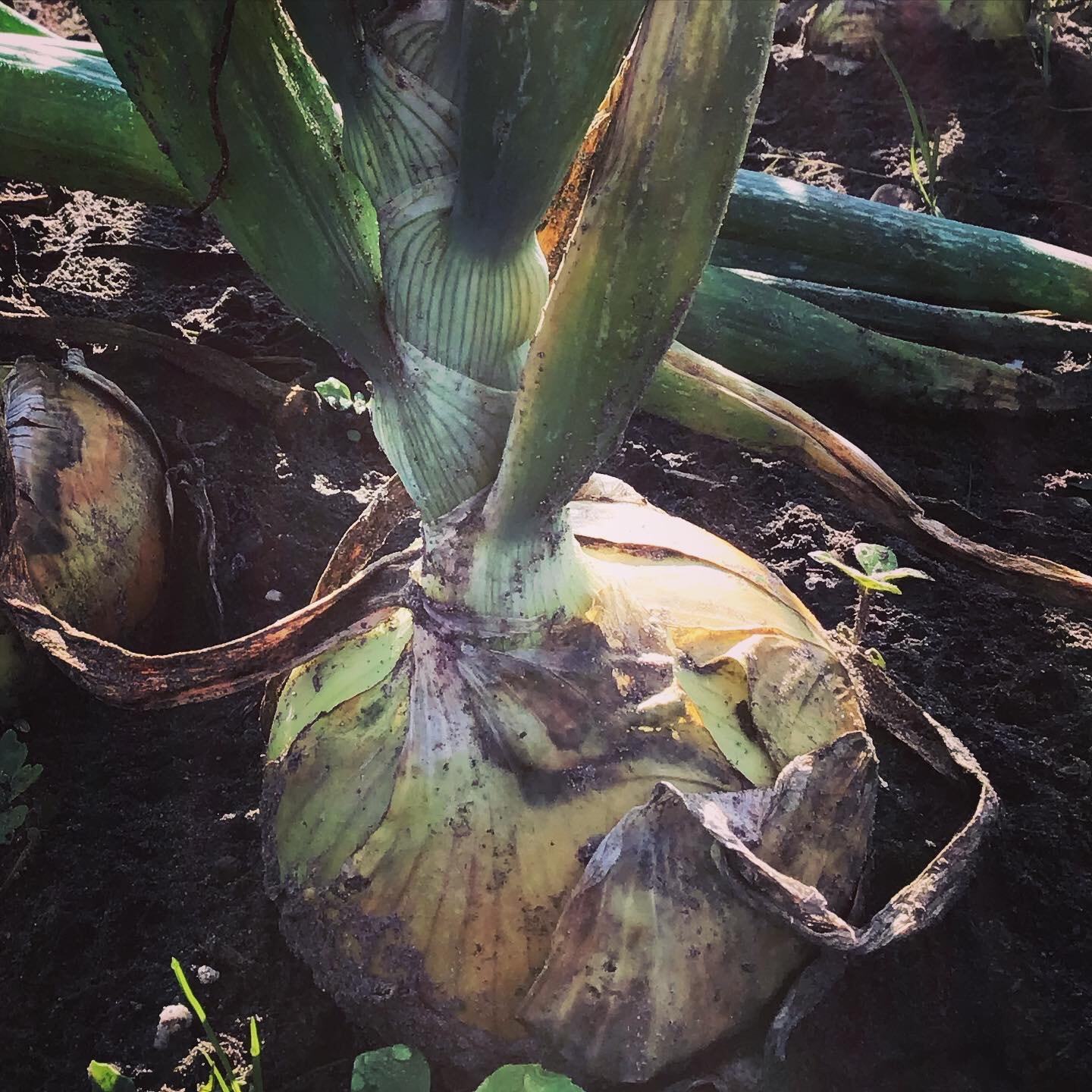 Ui Rijnsburger 5 - Zaden