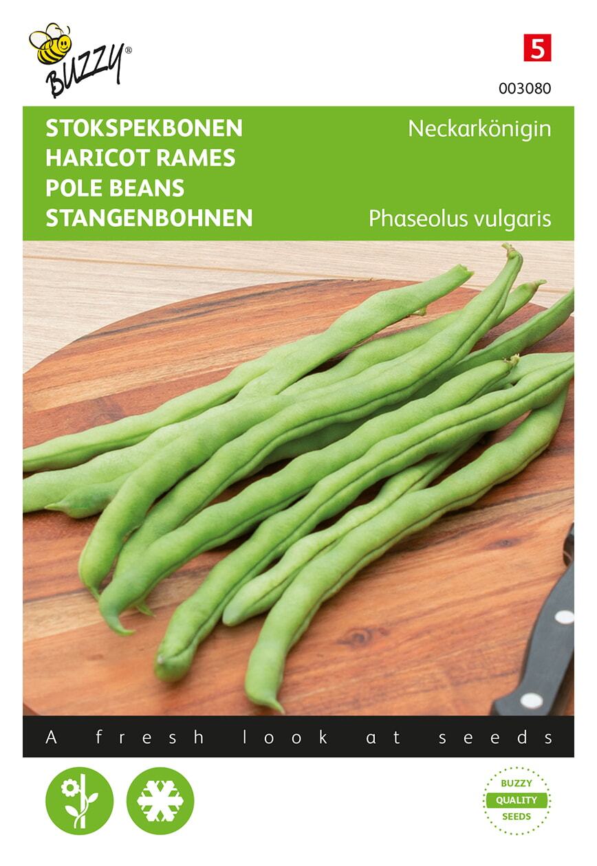 Stangenbohnen Neckarkönigin, Typ Phenomeen - Samen
