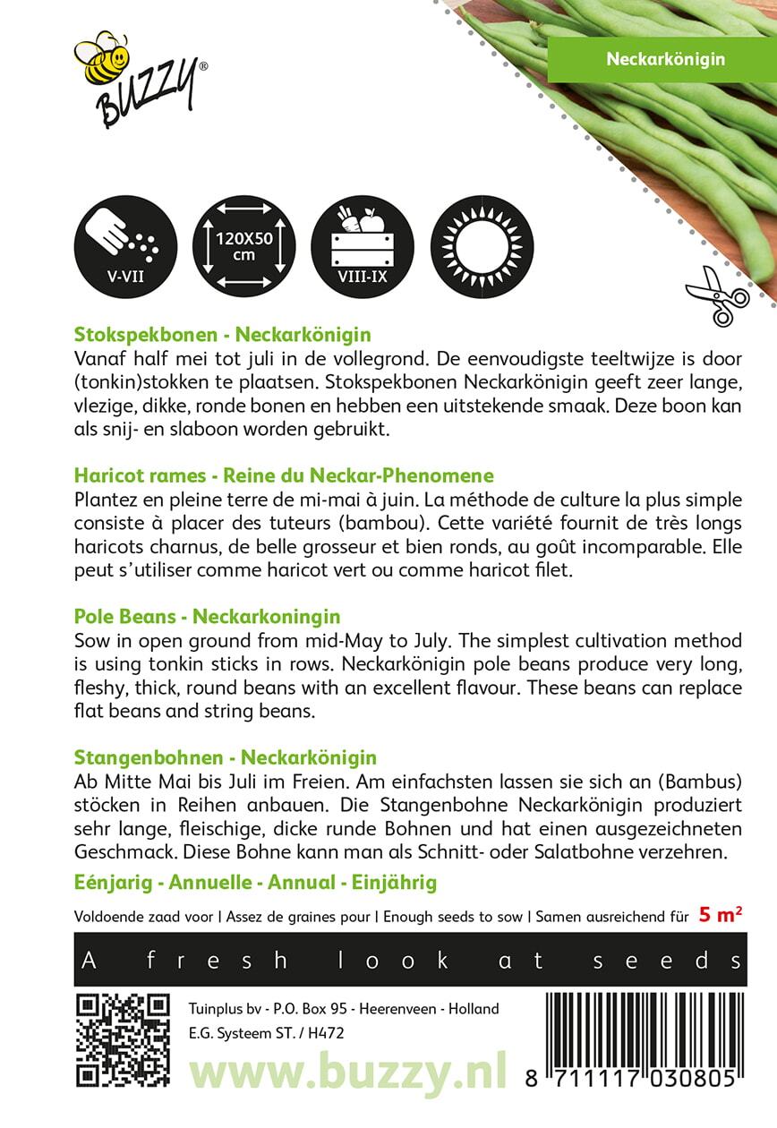 Stangenbohnen Neckarkönigin, Typ Phenomeen - Samen