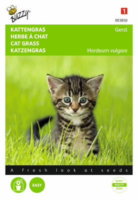 Katzengras-Gerste