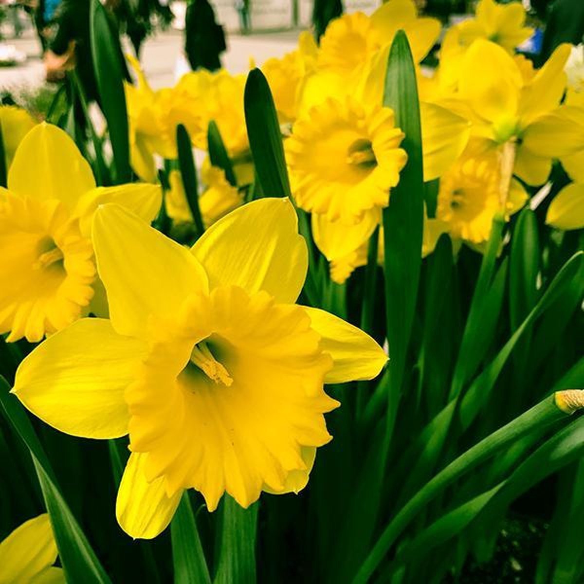 Narcis Trompet, Geel - 20 stuks - Bloembollen