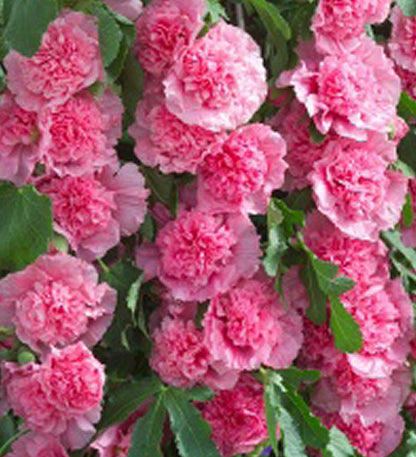 Stockrose (Alcea rosea 'Roseum') - Gartenpflanzen