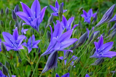Brodiaea Fabiola - 100 Stück