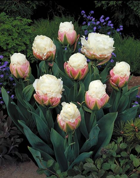Tulipa Ice Cream - 5 stuks - Bloembollen