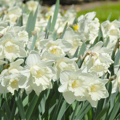 Narziss-Berghaube – 15 Stück