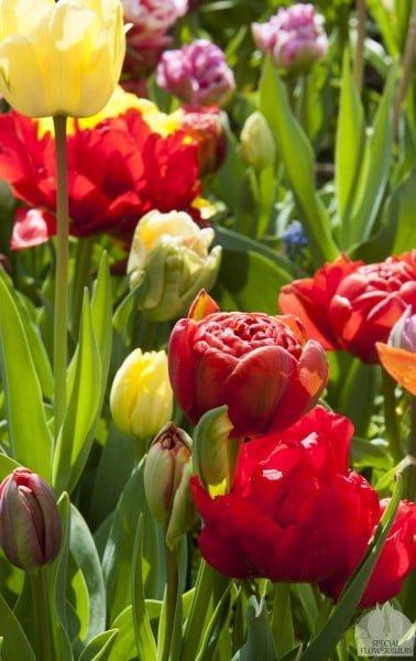 Tulipa Dubbel Mix - 25 stuks - Bloembollen