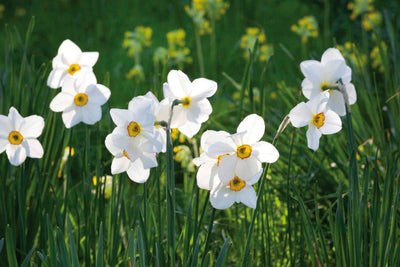 Narcissus Actea - 12 Stück