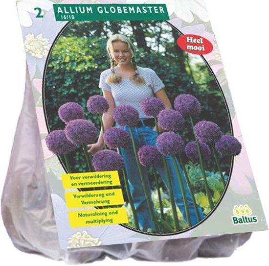 Allium Pinball Wizard - 2 stuks - Bloembollen