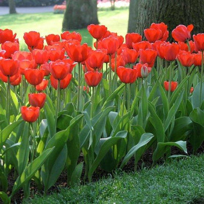 Tulipa Apeldoorn Red, Darwin - 15 Stück