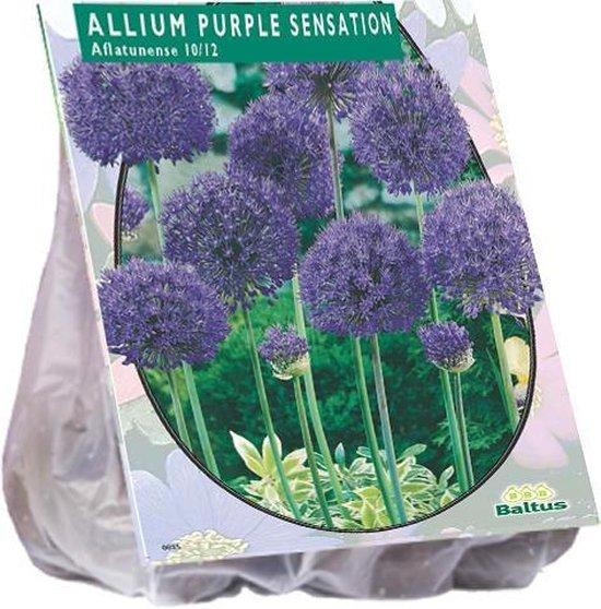 Allium Aflatunense Purple Sensation - 15 Stück - Blumenzwiebeln