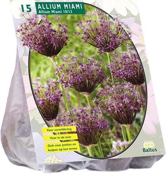 Allium Miami - 15 stuks - Bloembollen