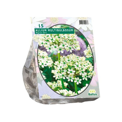 Allium Nigrum Multibubosum - 15 Stück