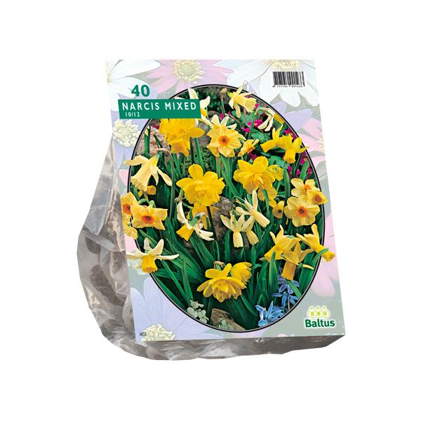 Narcis Mini Mix - 25 stuks - Bloembollen