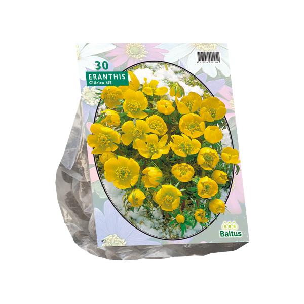 Eranthis Cilicica - 30 stuks - Bloembollen