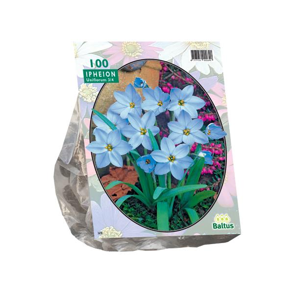 Ipheion - 100 stuks - Bloembollen