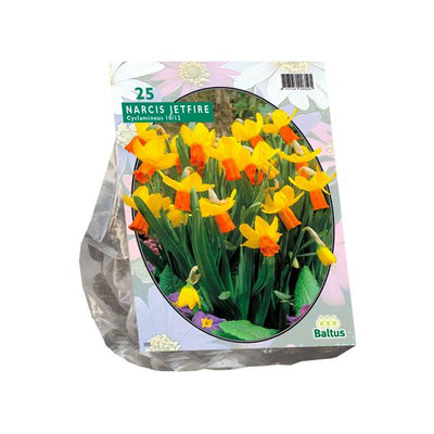 Narcissus Mini Jetfire, Gelb/Orange – 25 Stück