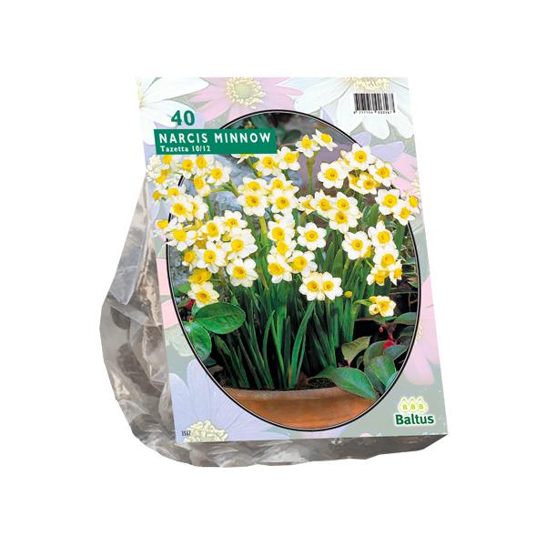 Narcis Mini Minnow - 40 stuks - Bloembollen