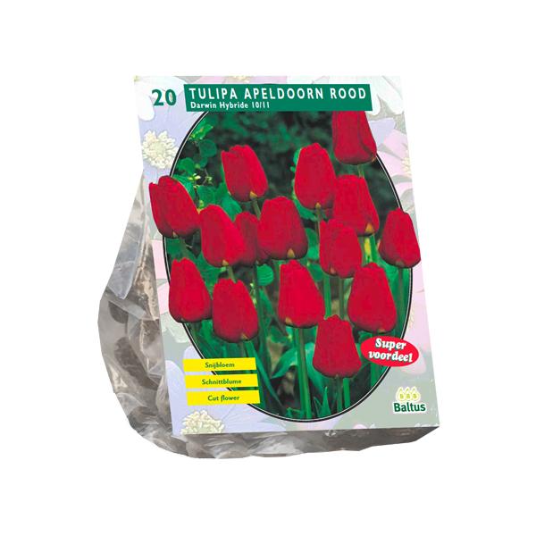 Tulipa Apeldoorn Rood, Darwin - 20 stuks - Bloembollen