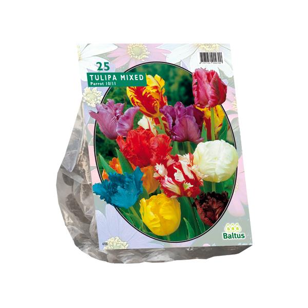 Tulipa Parkiet Mix - 20 stuks - Bloembollen