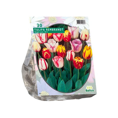 Tulipa Rembrandt Mix - 20 Stück
