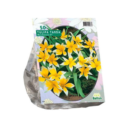 Tulipa Tarda - 50 stuks - Bloembollen