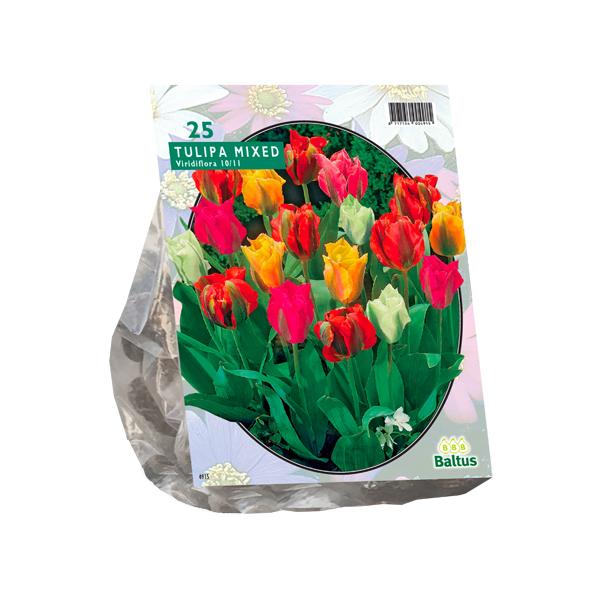 Tulipa Viridiflora Mix - 25 stuks - Bloembollen