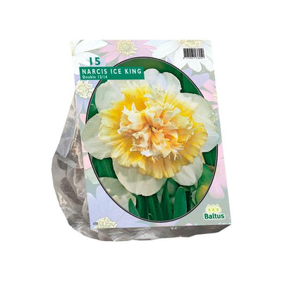 Narziss-Eiskönig - 15 Stück